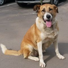 Подробнее об объявлении «Найдена собака молодая крупная рыжая собака Москва» Фото: найдена собака  «Найдена собака молодая крупная рыжая собака Москва» в г. Москва
