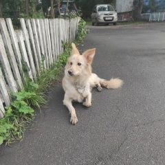 Подробнее об объявлении «Найдена собака Омск» Фото: найдена собака  «Найдена собака Омск» в г. Омск