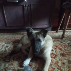 Подробнее об объявлении «Найдена собака кобель щенок Москва» Фото: найдена собака  «Найдена собака кобель щенок Москва» в г. Москва