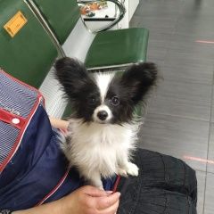 Подробнее об объявлении «Найдена собака кобель папильон Москва» Фото: найдена собака  «Найдена собака кобель папильон Москва» в г. Москва