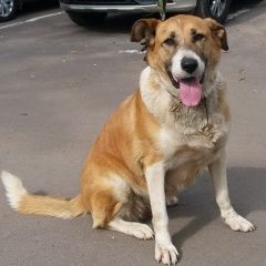 Подробнее об объявлении «Найдена собака рыже-белая девочка в коричневом ошейнике Москва» Фото: найдена собака  «Найдена собака рыже-белая девочка в коричневом...» в г. Москва