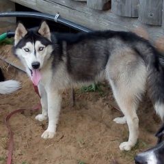 Подробнее об объявлении «Найдена собака кобель Электросталь» Фото: найдена собака Сибирская хаски «Найдена собака кобель Электросталь» в г. Электросталь