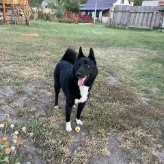 Подробнее об объявлении «Ульяновск Найдена собака» Фото: найдена собака Русско-европейская лайка «Ульяновск Найдена собака» в г. Ульяновск