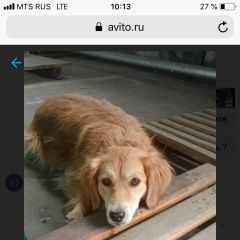 Картинка найдена собака В городе Оренбург найдена собака. Оренбург