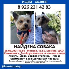 Подробнее об объявлении «Найдена собака кобель Москва» Фото: найдена собака Йоркширский терьер «Найдена собака кобель Москва» в г. Москва