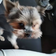 Подробнее об объявлении «Найдена собака йоркширский терьер Чебоксары» Фото: найдена собака Йоркширский терьер «Найдена собака йоркширский терьер Чебоксары» в г. Чебоксары