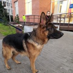 Подробнее об объявлении «Лобня Найдена собака кобель немецкой овчарки» Фото: найдена собака Немецкая овчарка «Лобня Найдена собака кобель немецкой овчарки» в г. Лобня