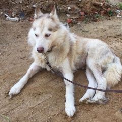 Подробнее об объявлении «Найдена собака, хаски Королев» Фото: найдена собака  «Найдена собака, хаски Королев» в г. Королев