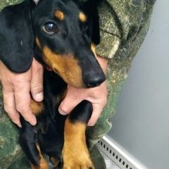 Подробнее об объявлении «Найдена собака кобель молодой кобель таксы Хабаровск» Фото: найдена собака Такса «Найдена собака кобель молодой кобель таксы...» в г. Хабаровск