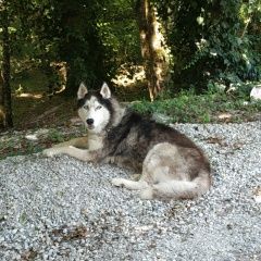 Подробнее об объявлении «Геленджик Найдена собака кобель хаски» Фото: найдена собака Западно-сибирская лайка «Геленджик Найдена собака кобель хаски» в г. Геленджик