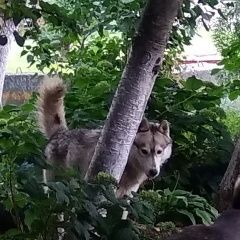 Подробнее об объявлении «Найдена собака хаски. Нижний Новгород» Фото: найдена собака  «Найдена собака хаски. Нижний Новгород» в г. Нижний Новгород
