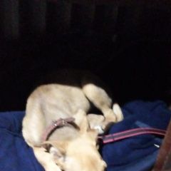 Подробнее об объявлении «Липецк Найдена собака кобель красавчик» Фото: найдена собака  «Липецк Найдена собака кобель красавчик» в г. Липецк