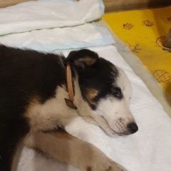 Подробнее об объявлении «Воронеж Найдена собака кобель в парке олимпик, на шее ошейник» Фото: найдена собака  «Воронеж Найдена собака кобель в парке олимпик,...» в г. Воронеж