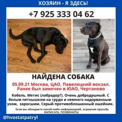Подробнее об объявлении «Найдена собака кобель, черного окраса с белым пятнышком Москва» Фото: найдена собака Лабрадор ретривер «Найдена собака кобель, черного окраса с белым...» в г. Москва