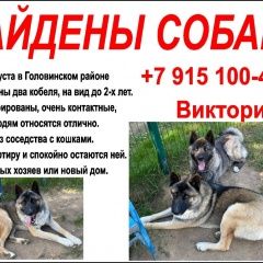 Подробнее об объявлении «Найдена собака кобель Москва» Фото: найдена собака  «Найдена собака кобель Москва» в г. Москва