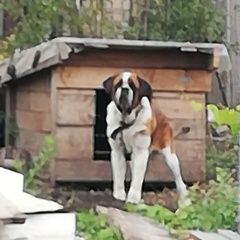 Подробнее об объявлении «Липецк Найдена собака кобель» Фото: найдена собака Сенбернар «Липецк Найдена собака кобель» в г. Липецк