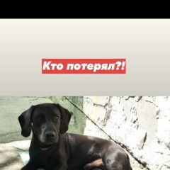 Подробнее об объявлении «Симферополь Найдена собака кобель» Фото: найдена собака  «Симферополь Найдена собака кобель» в г. Симферополь