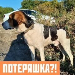 Подробнее об объявлении «Найдена собака кобель Саратов» Фото: найдена собака  «Найдена собака кобель Саратов» в г. Саратов