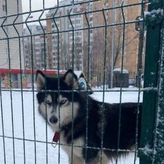 Подробнее об объявлении «Найдена собака хаски-девочка. солнцево Москва» Фото: найдена собака  «Найдена собака хаски-девочка. солнцево Москва» в г. Москва