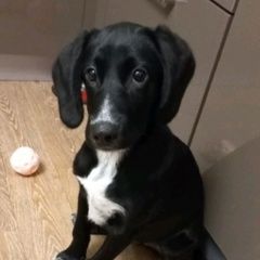 Подробнее об объявлении «Тюмень Найдена собака щенок 4-5 месяцев» Фото: найдена собака  «Тюмень Найдена собака щенок 4-5 месяцев» в г. Тюмень