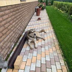 Подробнее об объявлении «Найдена собака кобель хаски в сапуголи Лаишево» Фото: найдена собака  «Найдена собака кобель хаски в сапуголи Лаишево» в г. Лаишево