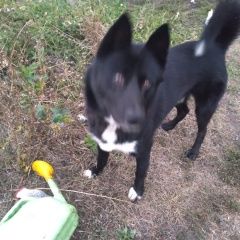 Подробнее об объявлении «Липецк Найдена собака кобель молодой кобель черного цвета с белым» Фото: найдена собака  «Липецк Найдена собака кобель молодой кобель...» в г. Липецк