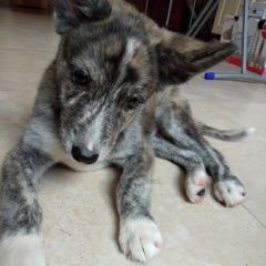 Подробнее об объявлении «Тюмень Найдена собака кобель» Фото: найдена собака  «Тюмень Найдена собака кобель» в г. Тюмень