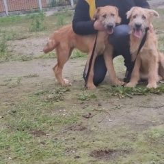 Подробнее об объявлении «Найдена собака (две собаки) Орехово-Зуево» Фото: найдена собака  «Найдена собака (две собаки) Орехово-Зуево» в г. Орехово-Зуево