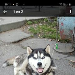 Подробнее об объявлении «Люберцы Найдена собака кобель хаски» Фото: найдена собака Сибирская хаски «Люберцы Найдена собака кобель хаски» в г. Люберцы