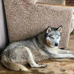 Подробнее об объявлении «Найдена собака срочнооооо Мценск» Фото: найдена собака  «Найдена собака срочнооооо Мценск» в г. Мценск