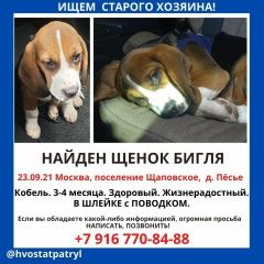 Подробнее об объявлении «Найдена собака щенок бигля Москва» Фото: найдена собака  «Найдена собака щенок бигля Москва» в г. Москва