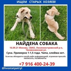 Подробнее об объявлении «Найдена собака Москва» Фото: найдена собака  «Найдена собака Москва» в г. Москва