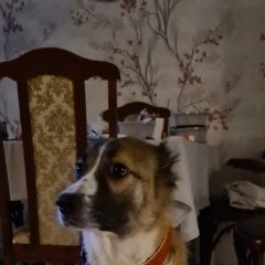 Подробнее об объявлении «Найдена собака Химки» Фото: найдена собака  «Найдена собака Химки» в г. Химки