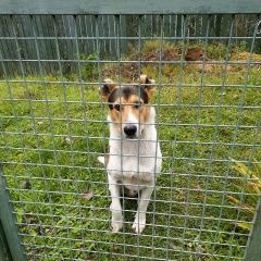 картинка найдена собака