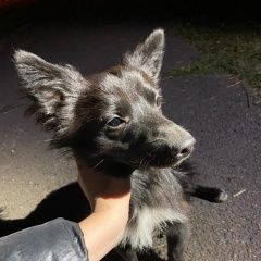 Подробнее об объявлении «Красноярск Найдена собака кобель» Фото: найдена собака  «Красноярск Найдена собака кобель» в г. Красноярск