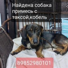 Подробнее об объявлении «Найдена собака кобель Ступино» Фото: найдена собака  «Найдена собака кобель Ступино» в г. Ступино
