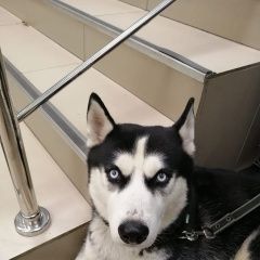 Подробнее об объявлении «Найдена собака кобель хаски. Москва» Фото: найдена собака  «Найдена собака кобель хаски. Москва» в г. Москва