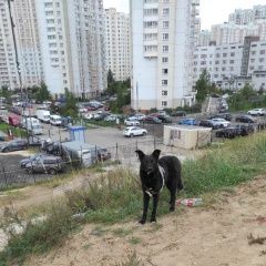 Подробнее об объявлении «Люберцы Найдена собака кобель молодой черный кобель.» Фото: найдена собака  «Люберцы Найдена собака кобель молодой черный...» в г. Люберцы