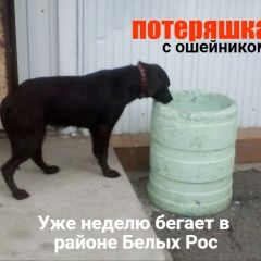 Подробнее об объявлении «Красноярск Найдена собака коричневый лабрадор (наверное)» Фото: найдена собака  «Красноярск Найдена собака коричневый лабрадор...» в г. Красноярск
