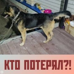 Подробнее об объявлении «Найдена собака кобель немецкая овчарка заводской р н кумысная Саратов» Фото: найдена собака Немецкая овчарка «Найдена собака кобель немецкая овчарка...» в г. Саратов
