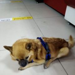 Подробнее об объявлении «Новороссийск Найдена собака кобель рыжий чихуахуа в синей шлейке» Фото: найдена собака  «Новороссийск Найдена собака кобель рыжий...» в г. Новороссийск