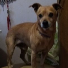 Подробнее об объявлении «Найдена собака кобель Королев» Фото: найдена собака  «Найдена собака кобель Королев» в г. Королев