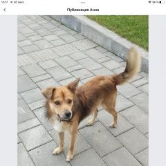 Подробнее об объявлении «Найдена собака Москва» Фото: найдена собака  «Найдена собака Москва» в г. Москва