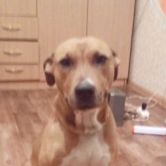 Подробнее об объявлении «Найдена собака Зима» Фото: найдена собака  «Найдена собака Зима» в г. Зима