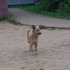 Подробнее об объявлении «Найдена собака замечена собака возле черного озера Зеленоград» Фото: найдена собака  «Найдена собака замечена собака возле черного...» в г. Зеленоград