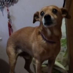 Подробнее об объявлении «Королёв (Юбилейный) (Московская обл.) Найдена собака кобель королёв мо» Фото: найдена собака  «Королёв (Юбилейный) (Московская обл.) Найдена...» в г. Королёв (Юбилейный) (Московская обл.)