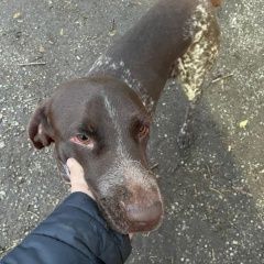 Подробнее об объявлении «Краснодар Найдена собака кобель кабель курцхар» Фото: найдена собака Курцхаар «Краснодар Найдена собака кобель кабель курцхар» в г. Краснодар