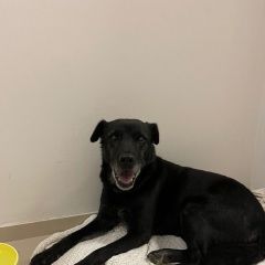 Подробнее об объявлении «Найдена собака Химки» Фото: найдена собака  «Найдена собака Химки» в г. Химки