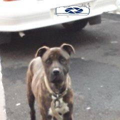 Подробнее об объявлении «Новороссийск Найдена собака кобель» Фото: найдена собака  «Новороссийск Найдена собака кобель» в г. Новороссийск