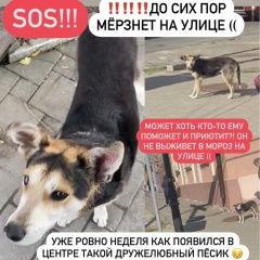 Подробнее об объявлении «Ростов-на-Дону Найдена собака» Фото: найдена собака  «Ростов-на-Дону Найдена собака» в г. Ростов-на-Дону